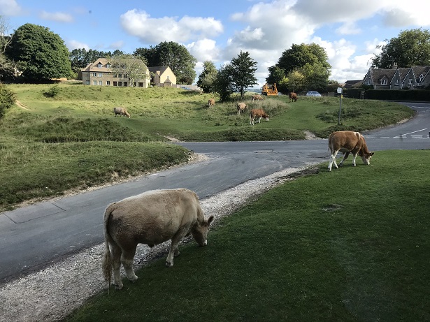 Exploring the Cotswolds near Stroud with the cows on Minchinhampton Common