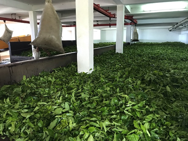 The freshly-picked tea arriving at the Bois Cheri factory