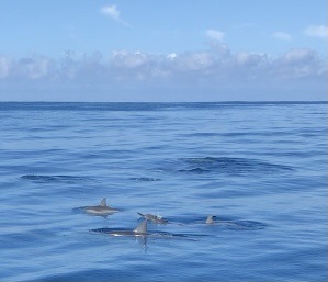 wild dolphins Mauritius